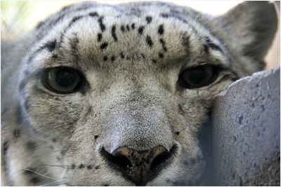 Close-up portrait of snow leopard
