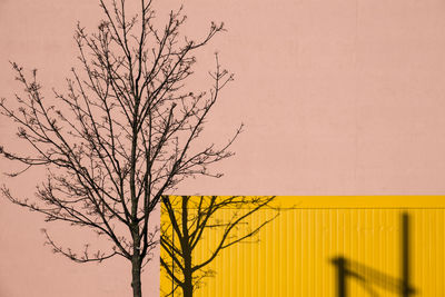 Bare tree against sky