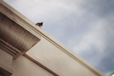 Low angle view of bird perching on building against sky