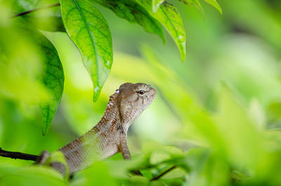 Brown chameleons in green bush, focusing on the head, thailand