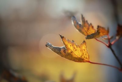 Close-up of dried maple leaf on tree