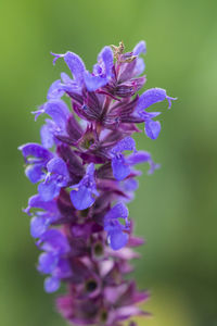 Close-up of purple flowering plant