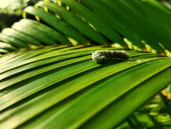 Close-up of green leaves