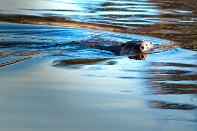 View of turtle swimming in lake