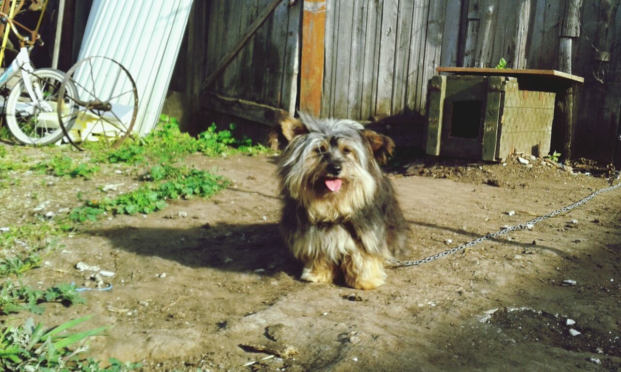 animal themes, domestic animals, mammal, one animal, pets, portrait, looking at camera, zoology, sitting, fence, front view, outdoors, relaxation, livestock, field, animal hair, day, dog, no people, wood - material