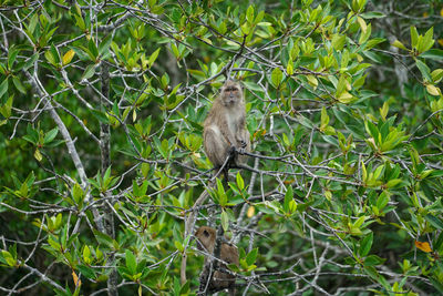 Monkey on tree in forest