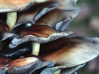 Close-up of a mushrooms