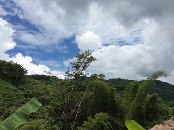 Low angle view of trees against sky