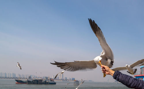 Cropped hand feeding seagull flying over the sea