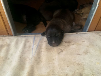 Dog sleeping on floor