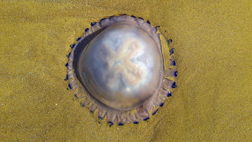 Close-up of seashell on beach