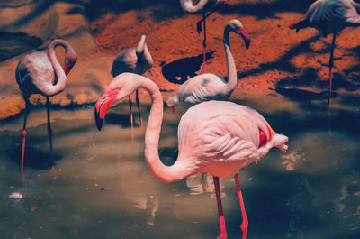 View of birds in lake