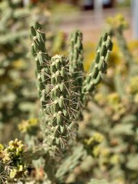 Close-up of cactus growing on field