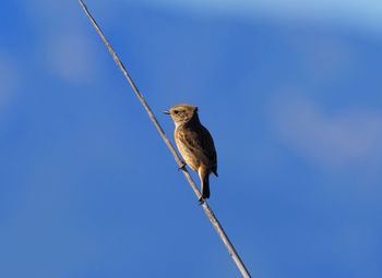 Low angle view of bird perching on cable against clear sky