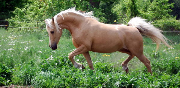 Close-up of horse standing on grass against trees