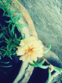 Close-up of yellow flower blooming outdoors