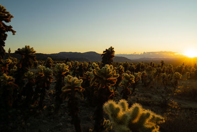 Cacti growing on field against sky during sunset