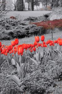 Red flowers on land by lake during winter