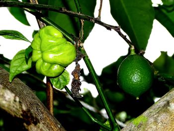 Close-up of fruit growing on tree