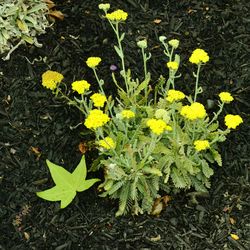 High angle view of yellow flowers blooming on field