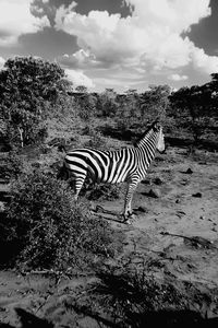 View of zebra at the victoria falls national park