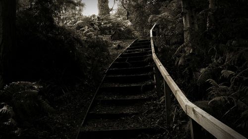 Narrow stairs along trees