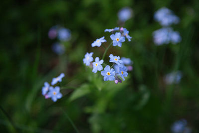 Close-up of flowers against blurred background