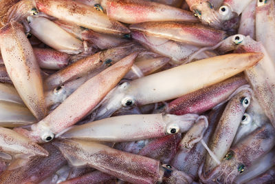 Closeup fresh squid in the seafood market