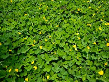 Full frame shot of leaves on field