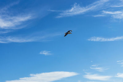 Low angle view of seagull flying in sky