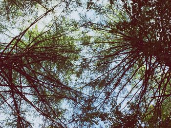 Low angle view of trees in forest against sky