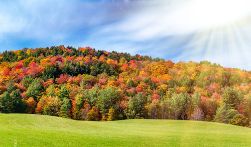 Scenic view of trees against sky during autumn