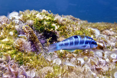 Close-up of fish in sea