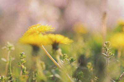 Close-up of yellow flower blooming in field