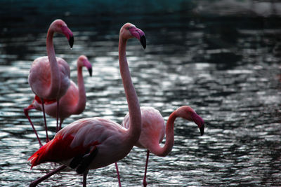 Flamingos in a lake