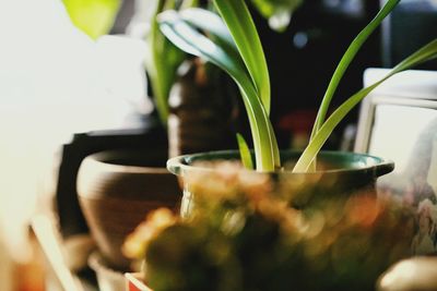 Close-up of potted plant on table