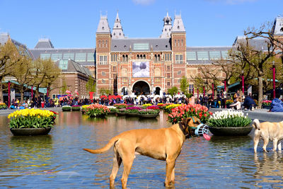 A dog playing in the water in front of rijks museum