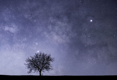 Low angle view of trees against star field