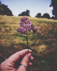 Cropped hand holding purple flowering plant on field