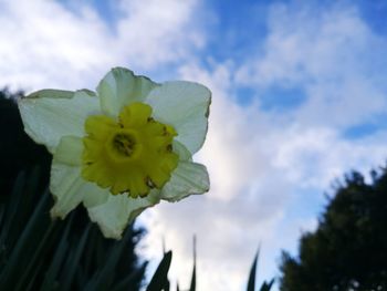 Close-up of flowering plant against sky