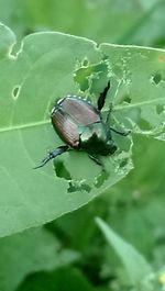 Close-up of butterfly on leaf