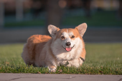 Close-up portrait of dog