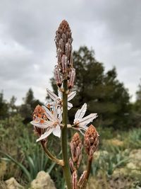 Close-up of wilted flower on field against sky