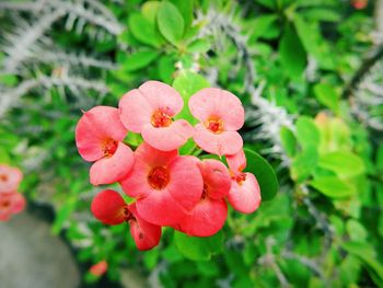 Close-up of flowers blooming outdoors