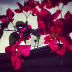 Close-up of pink flowers