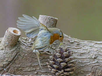 Close-up of bird