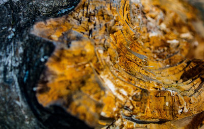 Close-up of lichen on tree trunk