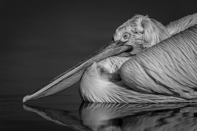 Close-up of bird