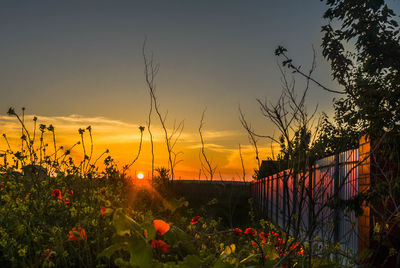 Plants and trees against sky during sunset