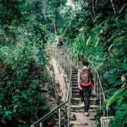 Footbridge in forest